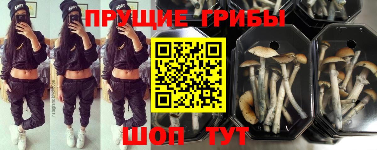 Псилоцибиновые грибы прущие грибы Дагестанские Огни